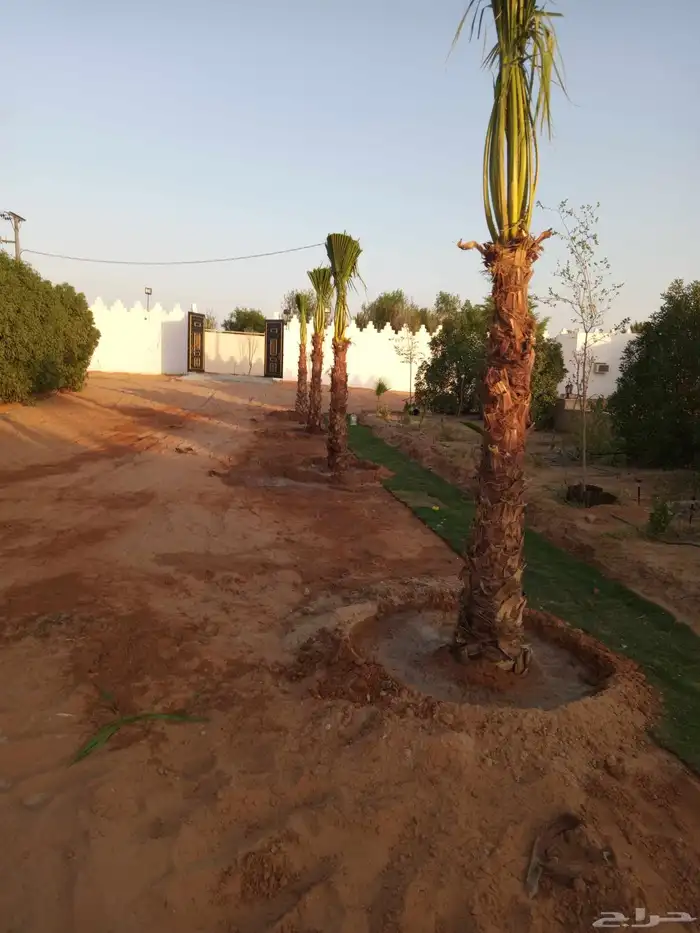 نخل وشطني نخيل زينه واشطن جميع الاطوال ابو مروحه نحيف وسط 0