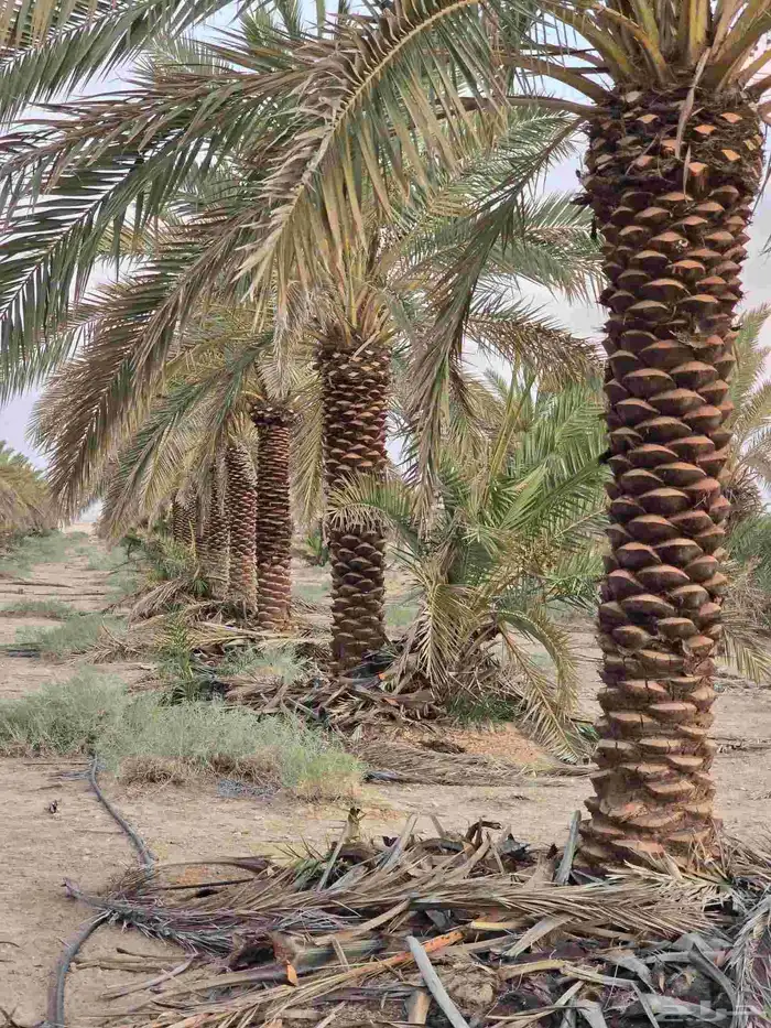 السلام عليكم ورحمه الله وبركاته نقوم بجميع مقاولات 2