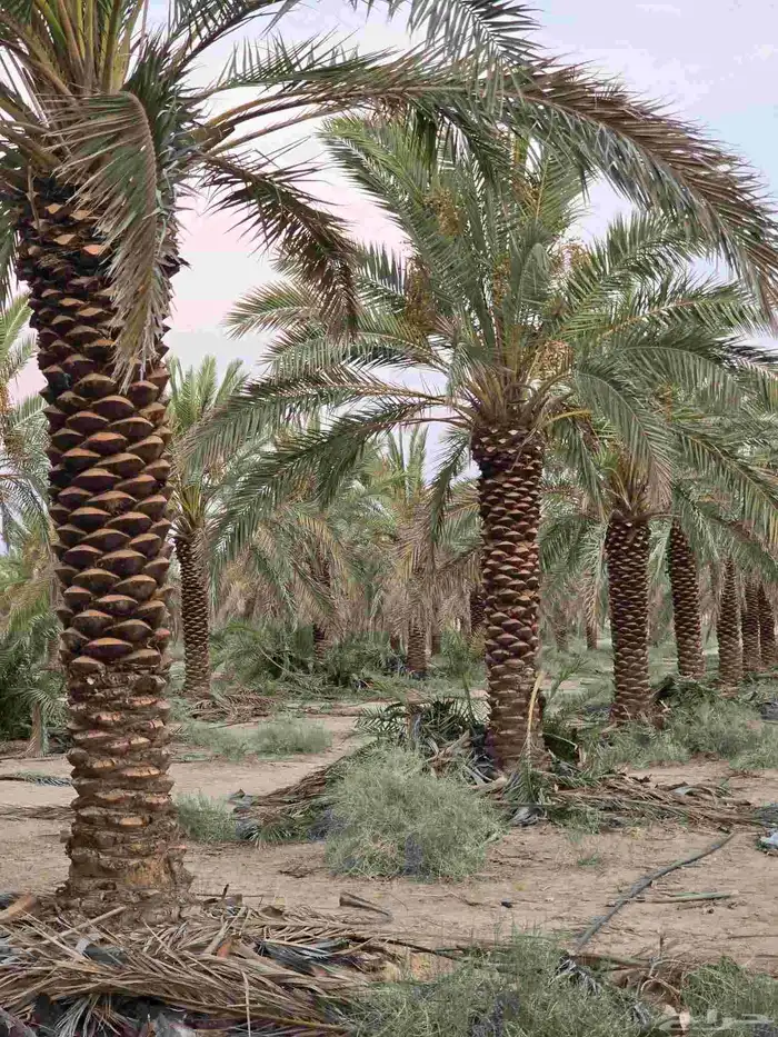 السلام عليكم ورحمه الله وبركاته نقوم بجميع مقاولات 1