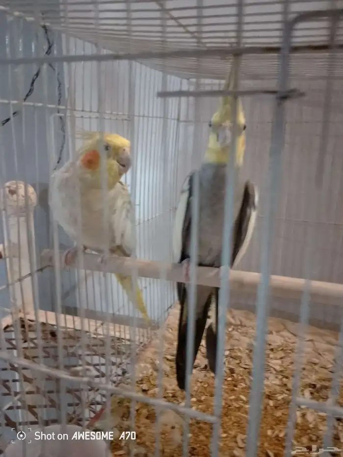 زوج كروان للبيع مع كامل اغراضه 6