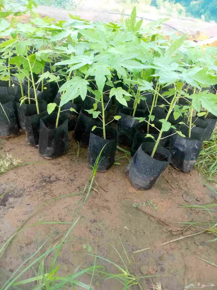 شتلات المانجو جمع انواعها توصيل إلى جميع أنحاء المملكة 1