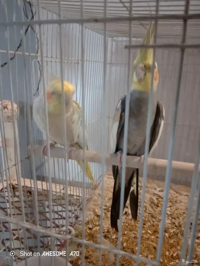 زوج كروان للبيع مع كامل اغراضه 7