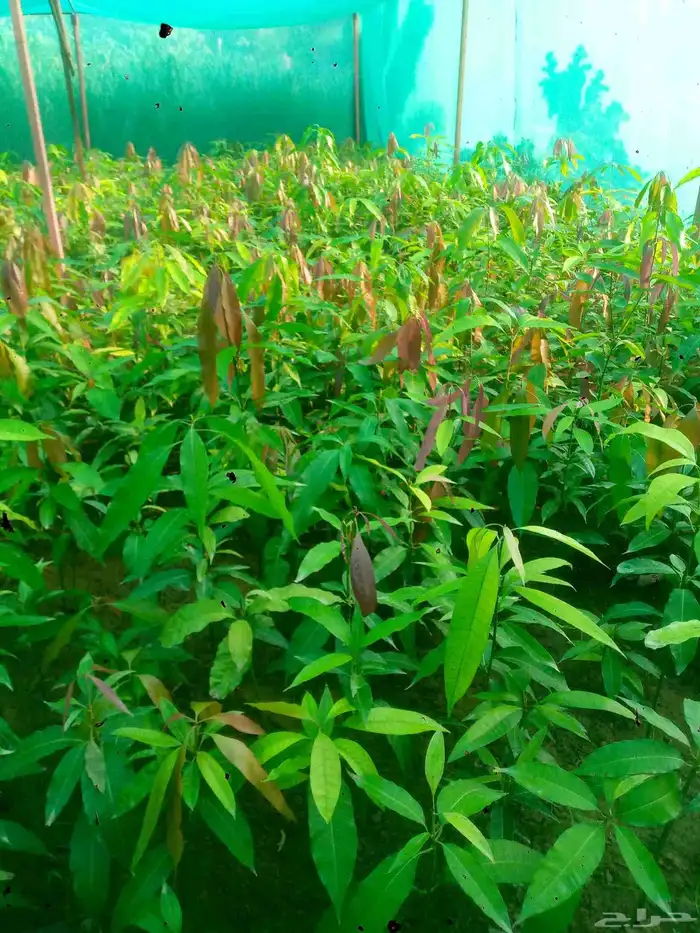 شتلات المانجو جمع انواعها توصيل إلى جميع أنحاء المملكة 0