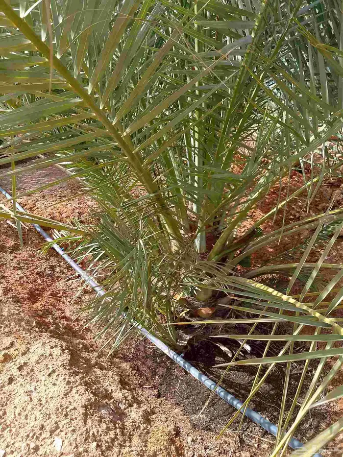 نخيل 6