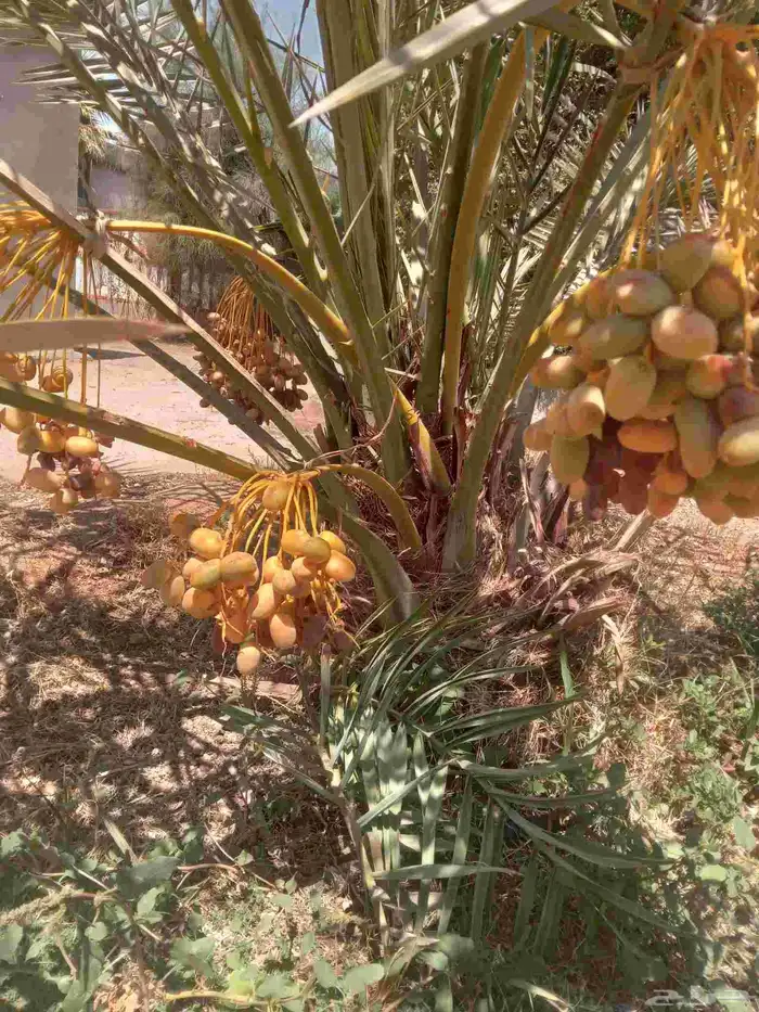 نخل جثايث طيبه اخلاص برحي شيشي صقعي هلالي نقايل فسايل فروخ 1