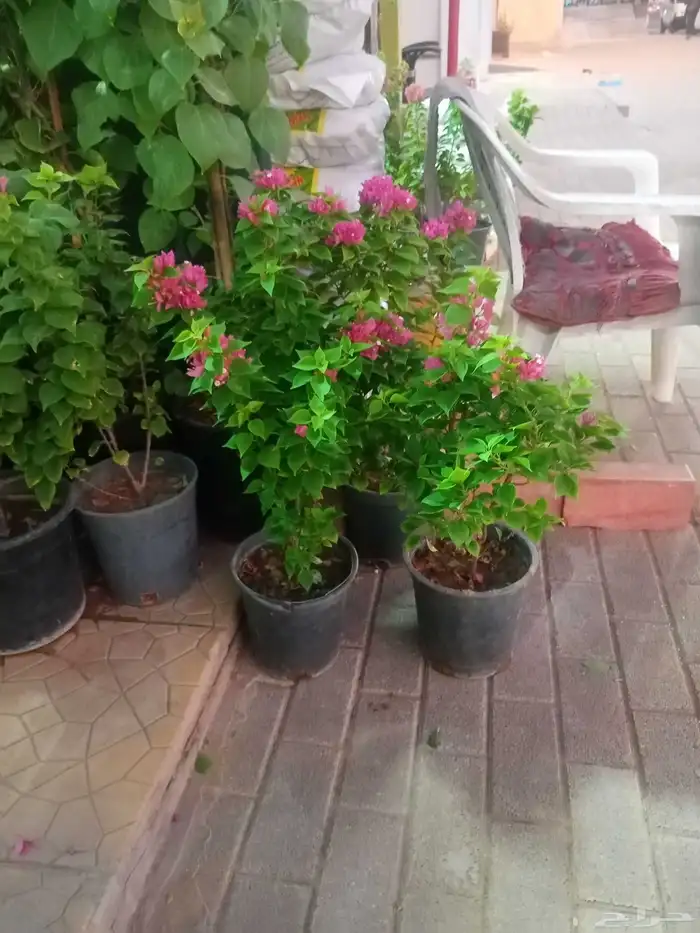 مشتل زراعي 2