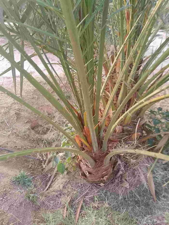 نخيل 4