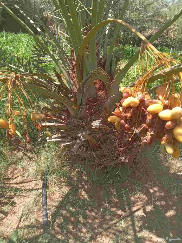 نخل جثايث طيبه اخلاص برحي شيشي صقعي هلالي نقايل فسايل فروخ 3