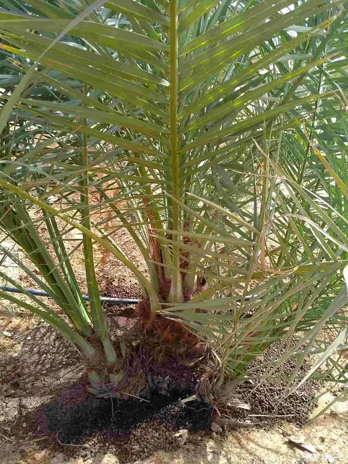 نخيل 5