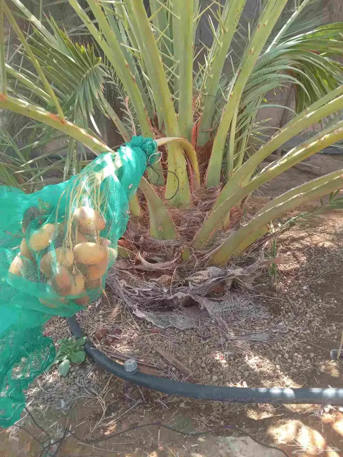 نخل جثايث طيبه اخلاص برحي شيشي صقعي هلالي نقايل فسايل فروخ 0