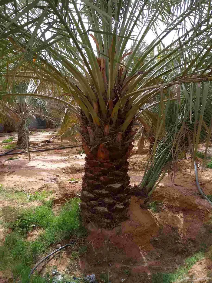 نخيل 8