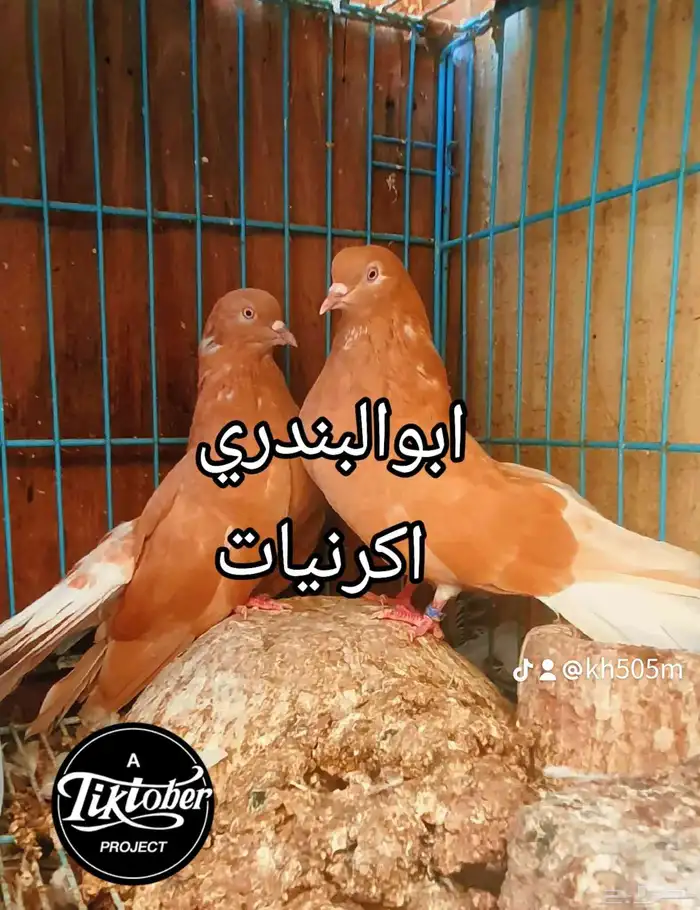 حمام اوكراني اسكاكتر 0