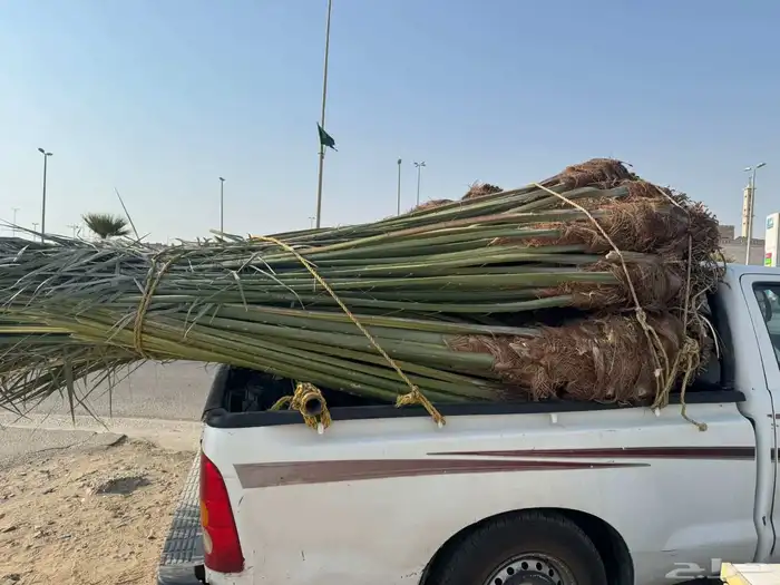 نخل مثمر للبيع متواجد في القنفذة وضواحيها 4
