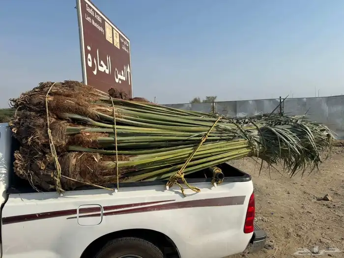 نخل مثمر للبيع متواجد في القنفذة وضواحيها 3