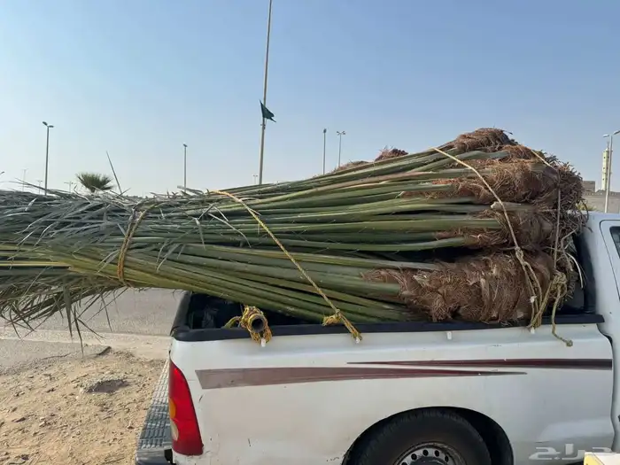 نخل مثمر للبيع متواجد في القنفذة وضواحيها 2