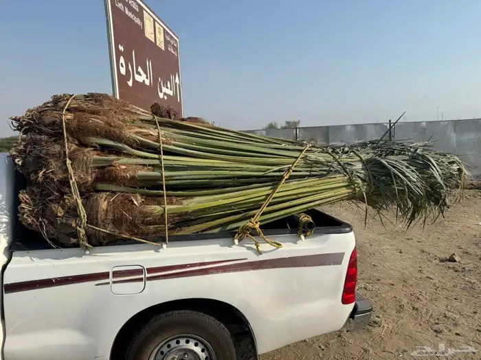 نخل مثمر للبيع متواجد في القنفذة وضواحيها 0