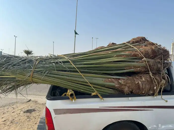 نخل مثمر للبيع متواجد في القنفذة وضواحيها 1