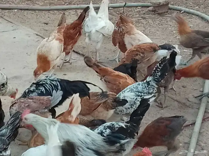 فيومي على اشرط عمر اربعه اشهر 9