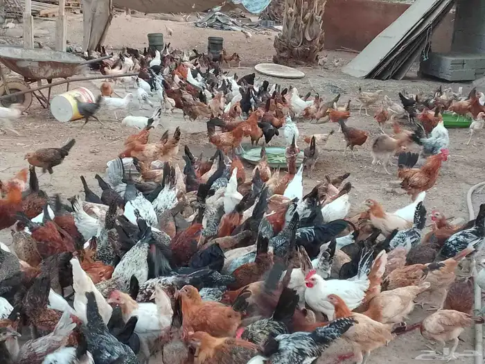 فيومي على اشرط عمر اربعه اشهر 2