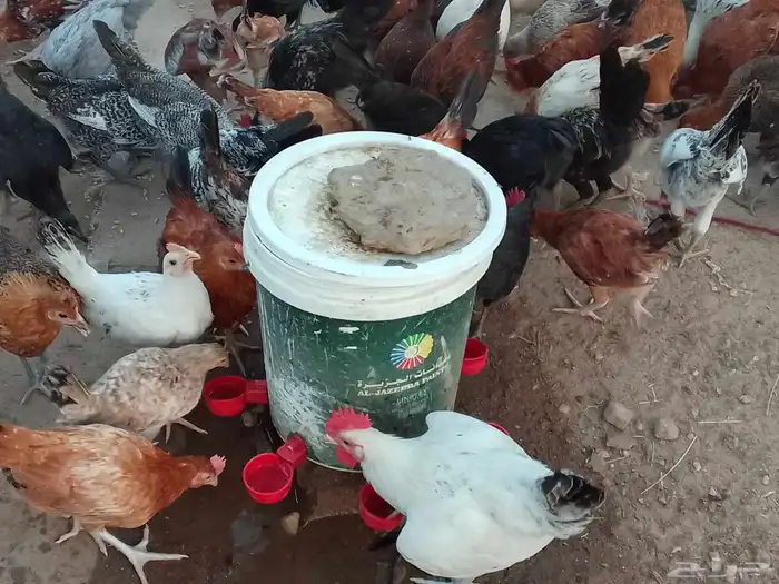فيومي على اشرط عمر اربعه اشهر 8