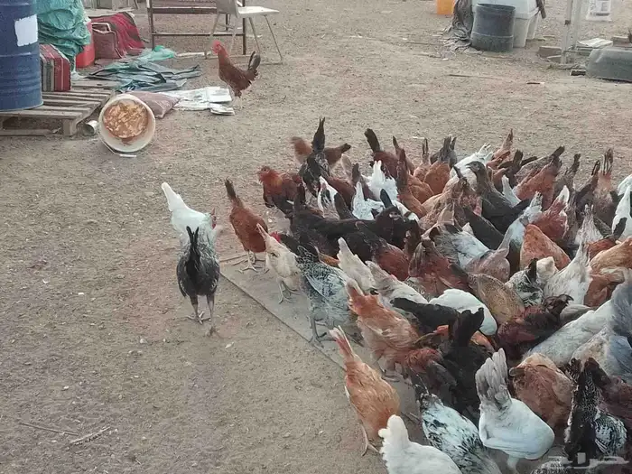 فيومي على اشرط عمر اربعه اشهر 6