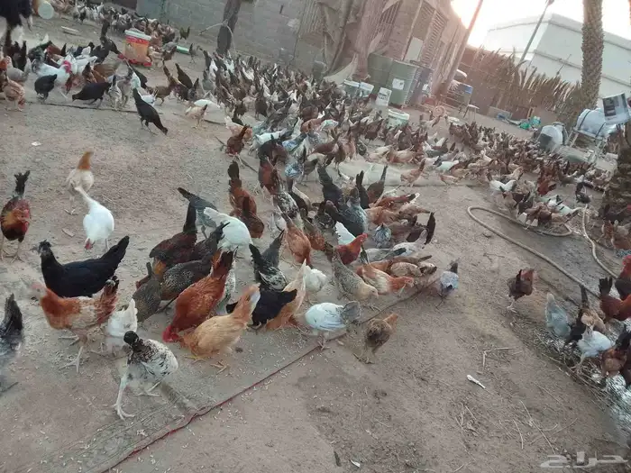 فيومي على اشرط عمر اربعه اشهر 0