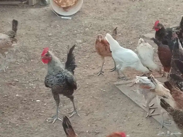 فيومي على اشرط عمر اربعه اشهر 7