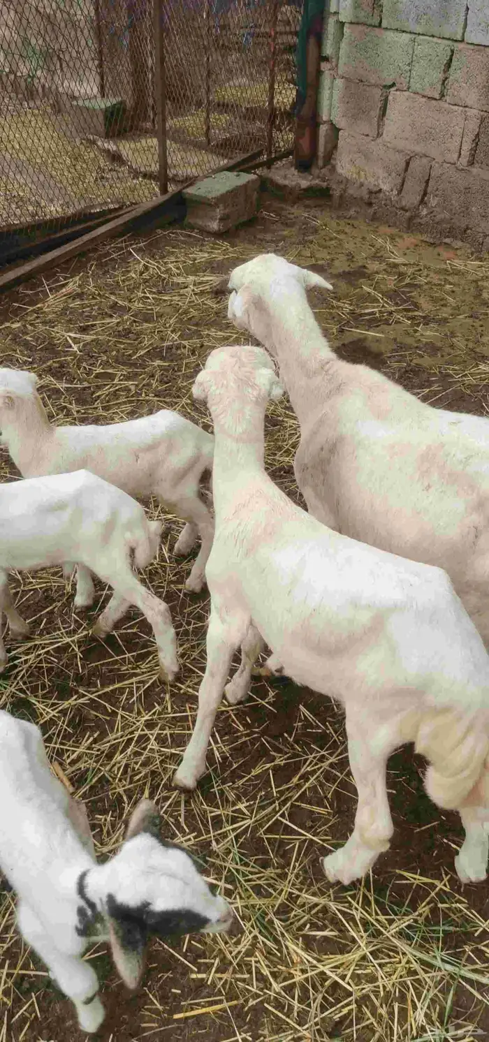 نعجة منتوج 1