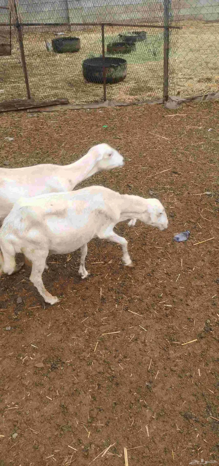 نعجة منتوج 0