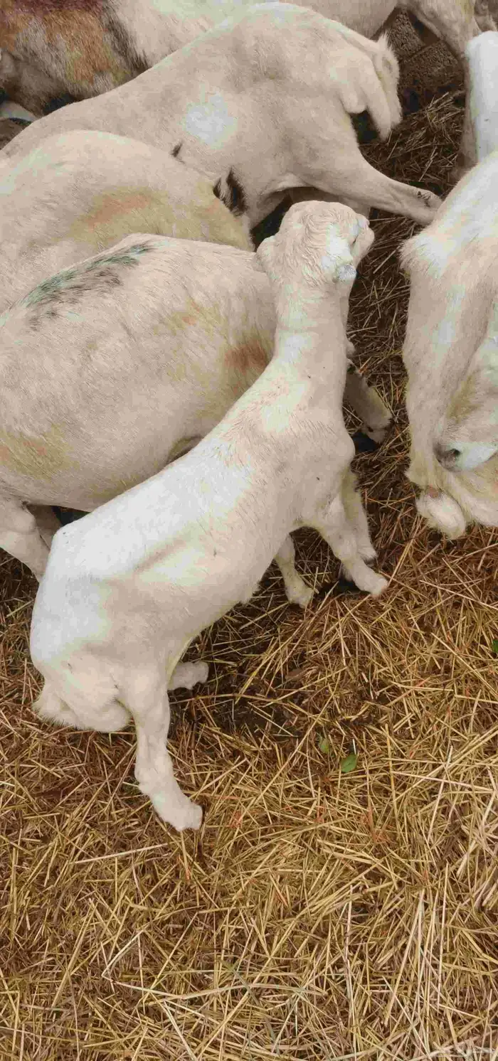 نعجة منتوج 2