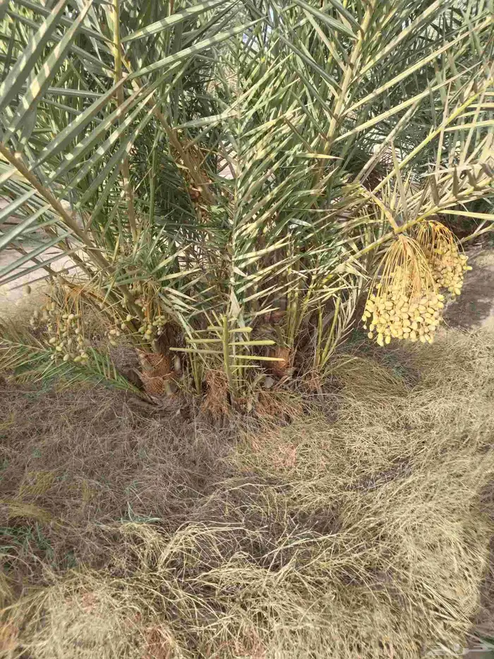 نخيل مثمر للبيع صقعي سكري اخلاص هلالي مجدوله شيشي خضري 6