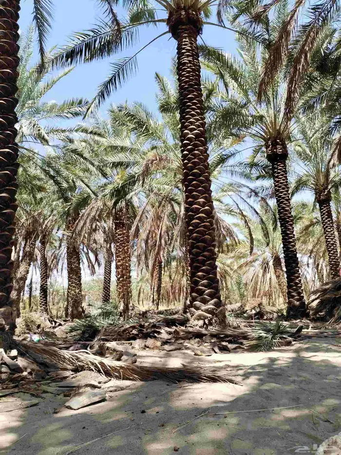 عمال النخل تكريب وتشذيب النخل العربي 0