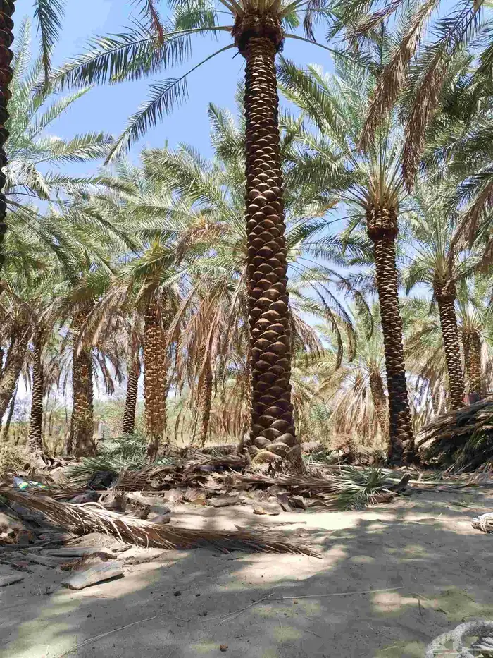 عمال النخل تكريب وتشذيب النخل العربي 1