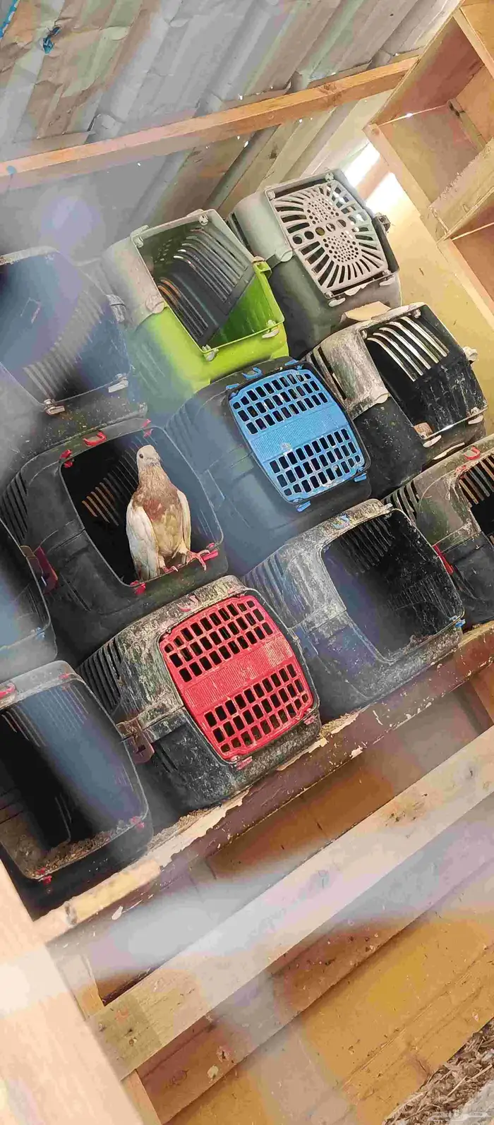 شبوك محاكر ورفوف جديده اخذتها مالها لزوم 1