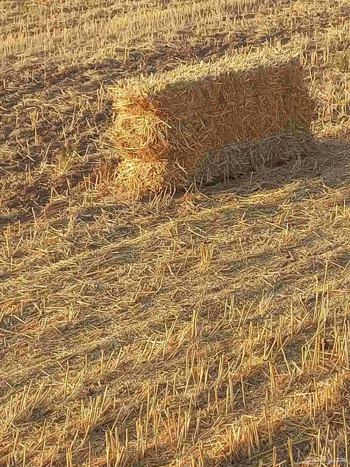 تبن قمح بر ناعم من طبرجل 1