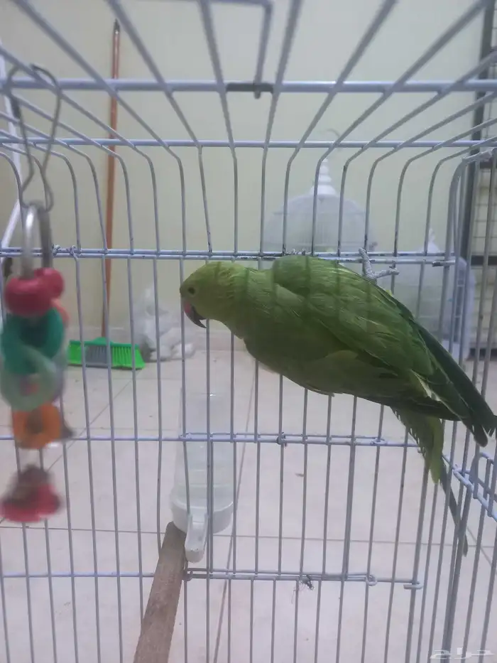 انثى ببغاء الدرة(تم البيع) 3