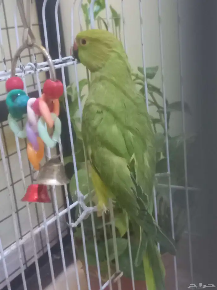 انثى ببغاء الدرة(تم البيع) 0