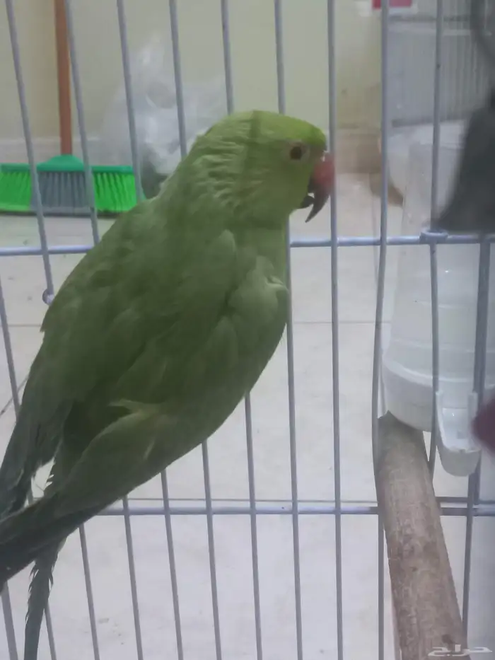 انثى ببغاء الدرة(تم البيع) 2