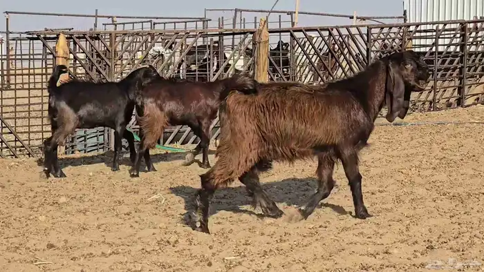جفرات وتيس 5