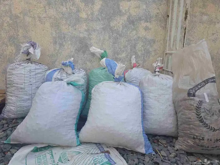 تمر غنم نضيف 3