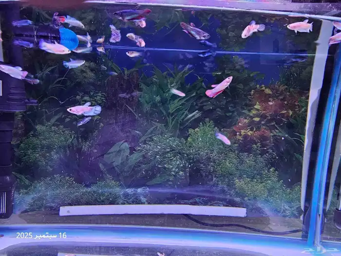 حوض سمك مع أسماك الفايتر ( تم البيع ) 2