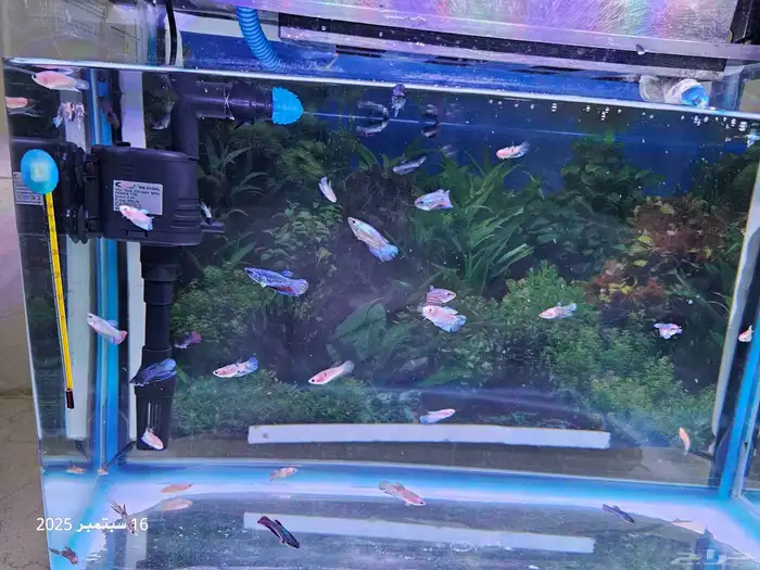 حوض سمك مع أسماك الفايتر ( تم البيع ) 1