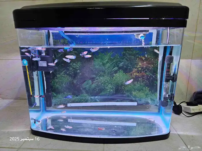 حوض سمك مع أسماك الفايتر ( تم البيع ) 0