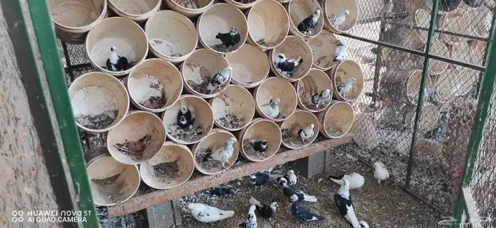 حمام قطيفى منتج 0