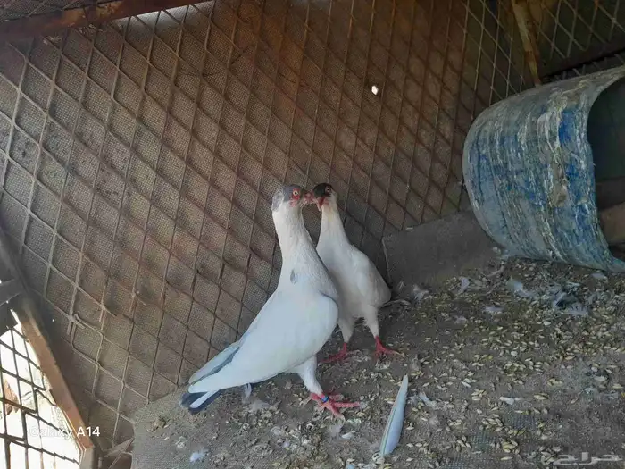 ماشاءالله تبارك الرحمن حمام هلمت هومر للبيع على السوم 2