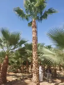 تركيب شبوم 0