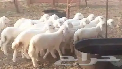 غنم حريات خلفات طيبة عددها 25 تحتها 25 شيء فاخر 4