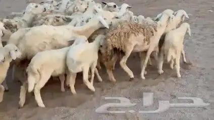 غنم حريات خلفات طيبة عددها 25 تحتها 25 شيء فاخر 0