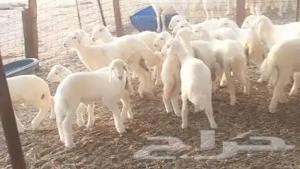 غنم حريات خلفات طيبة عددها 25 تحتها 25 شيء فاخر 6