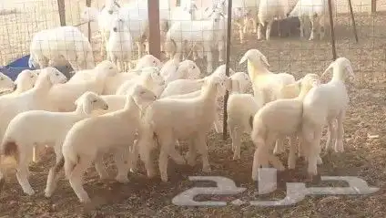 غنم حريات خلفات طيبة عددها 25 تحتها 25 شيء فاخر 5